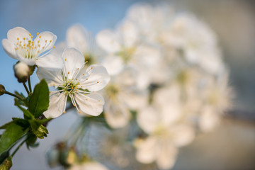 Blooming garden. Close-up flowers on tree against blue sky. Spring concept.