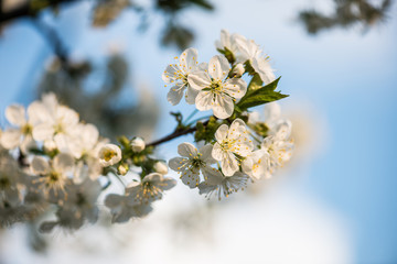 Blooming garden. Close-up flowers on tree against blue sky. Spring concept.