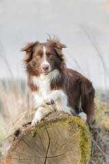 Fototapeta premium Border Collie auf einem Baumstamm liegend