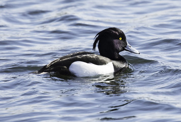 Tufted duck