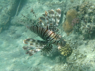 coralli e pesci nel mare © paolo
