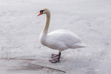 White swan surviving on the lake ice in early spring. Wildlife in the Europe.