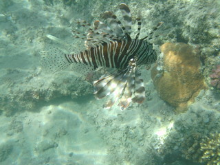 coralli e pesci nel mare © paolo