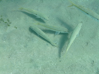 coralli e pesci nel mare © paolo