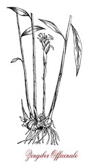 Vintage engraving of Ginger flowering  plant: the ryzome or Ginger root is well know as spice and in popular medicine 