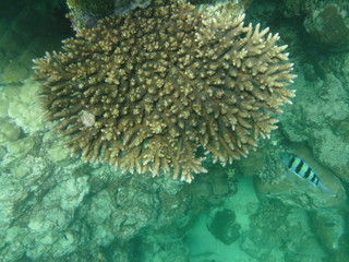 coralli e pesci nel mare © paolo