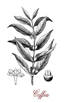 Vintage engraving of Coffea (coffee plant)  botanical morphology:  leaves, flowers and berries containing 2 coffee beans each.