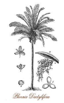 Vintage engraving of date palm,flowering plant cultivated for its edible sweet fruit

