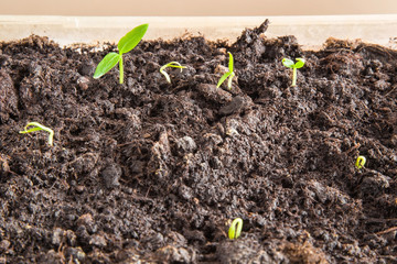 Paprika plants evolve in the ground. Early spring preparations for the garden season. Sweet pepper.