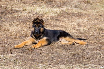 German Shepherd Puppy