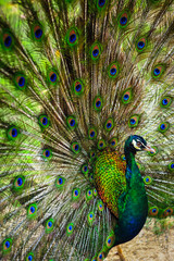 Fototapeta premium Peacock spread out wings wide feathers.