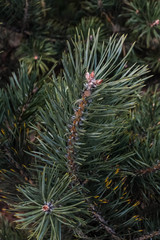 Closeup of blue fir tree branch