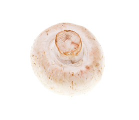 White mushrooms champignons