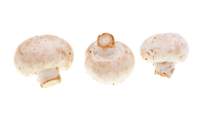 White mushrooms champignons