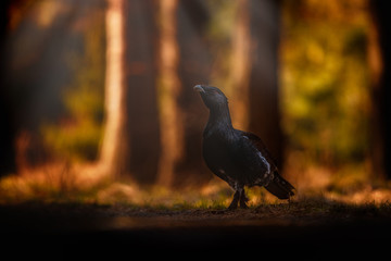 Very rare wild capercaillie in the nature habitat in european woodland/european nature/czech republic wildlife/great birding story/young male/very rare sightings during mating time 