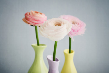 Persian buttercup flowers