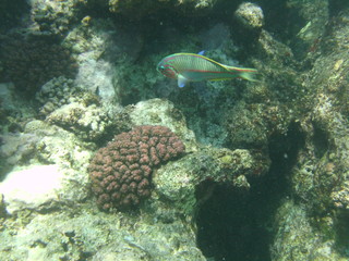 coralli e pesci nel mare © paolo