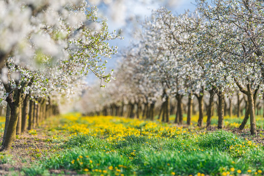 Blossoming apple  orchard in spring time