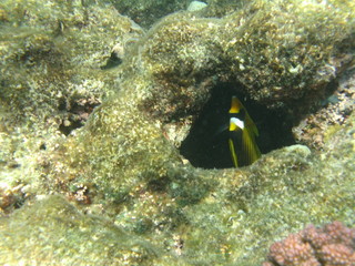 coralli e pesci nel mare © paolo