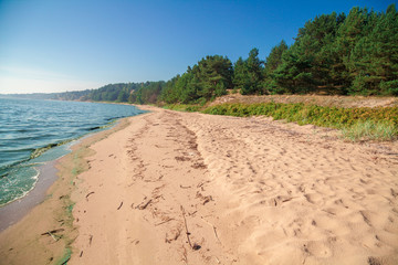 Baltic sea coast. Pine forest on the beach in summer.