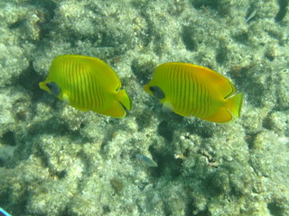 coralli e pesci nel mare © paolo