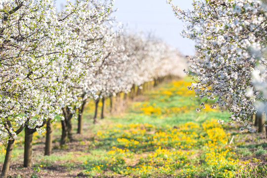 Blossoming apple orchard in spring time