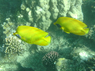 coralli e pesci nel mare © paolo