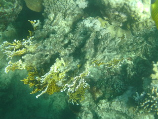 coralli e pesci nel mare © paolo