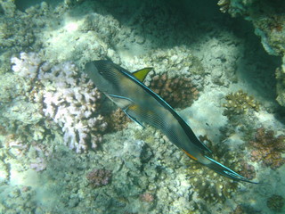 coralli e pesci nel mare © paolo
