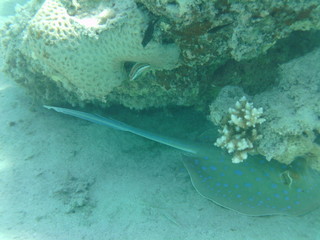 coralli e pesci nel mare © paolo