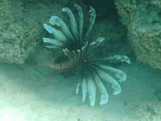 coralli e pesci nel mare © paolo