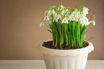 First spring messengers white snowdrops transplanted from garden into the pot. Spring flowers natural aroma in the room.
