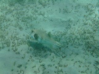 pesci e coralli © paolo