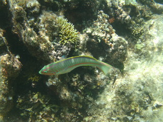 pesci e coralli © paolo