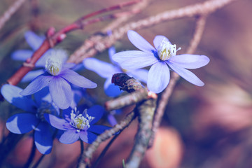Anemone hepatica in the spring in the forest