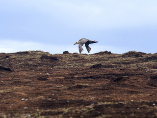 Southern Giant Petrel, Macronectes giganteus, in flight, Sea Lion, Falkland Islands