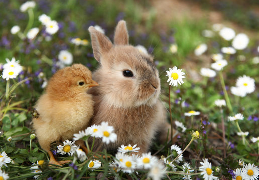 Bunny Rabbit And Chick Are Best Friends