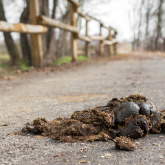 Pile of fresh horse manure