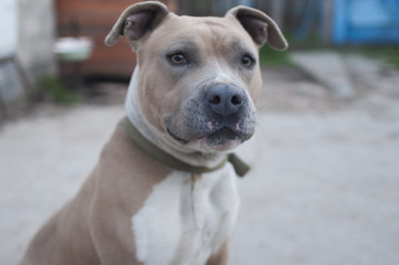 American stafford shire terrier waiting for the owner