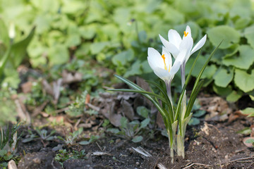  gentle light crocuses/ Spring flowers adorn the view of the flower bed 