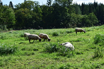 Naklejka na ściany i meble 羊の放牧 ／ 山形県鶴岡市羽黒町川代にある月山高原牧場で、羊の放牧風景を撮影した写真です。この牧場は、約100haの緑のジュウタンが広がり、雄大な高原の中で牛や羊を眺められます。羊を放牧すると足腰が丈夫になる、広々とした牧場で運動することにより健全な羊になる、管理の手間が省ける、エサ代の削減など良いこと尽くしです。高原からの眺めは最高で、ひそかな観光ポイントになっています。
