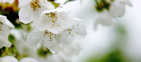 Obraz premium White pear petals.