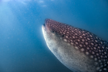 Whale Shark close up underwater portrait eating plancton