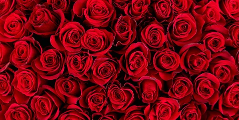 Papier Peint photo autocollant Roses Fond de roses rouges naturelles