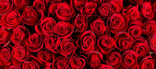 Natürlicher roter Rosenhintergrund