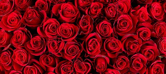 Fotobehang Natuurlijke rode rozen achtergrond © Baranov