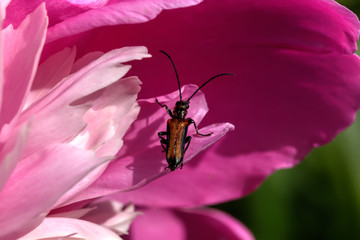 Beetle sitting on the petal of a garden flower. 