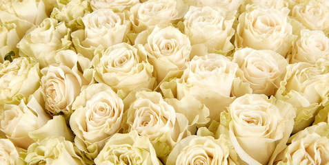 Obraz na płótnie Canvas Rose Background. Colorful rose wall background
