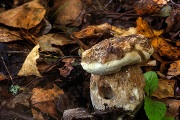 Cepe. Summer wood. The cepe growing in the summer wood. 