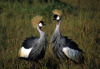 Crested Cranes Masei Mara Kenya